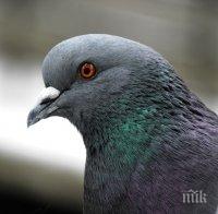 Само в ПИК и 