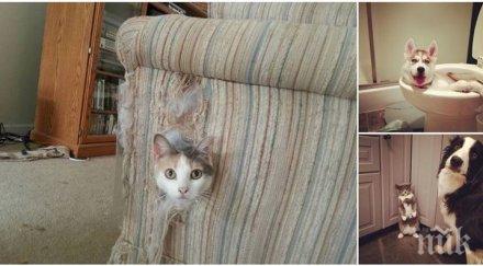 домашни любимци чийто поглед издава мислите