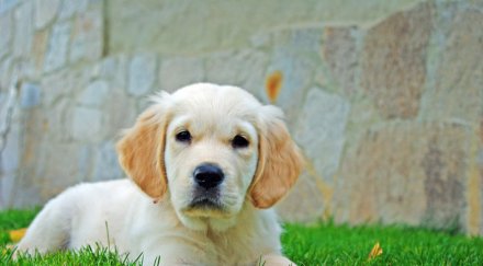 китаец дава млн евро награда изчезнало куче