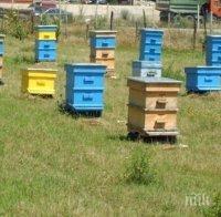 НОВА КРИМИ СХЕМА! Крадат пчелни кошери заради евросубсидии