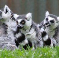 Откриха непознати досега миши лемури джуджета