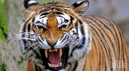 жена влезе клетката тигъра вземе отлетялата шапка видео