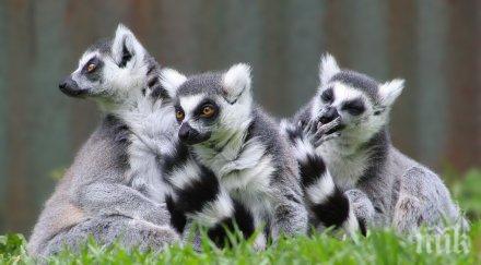 откриха непознати досега миши лемури джуджета