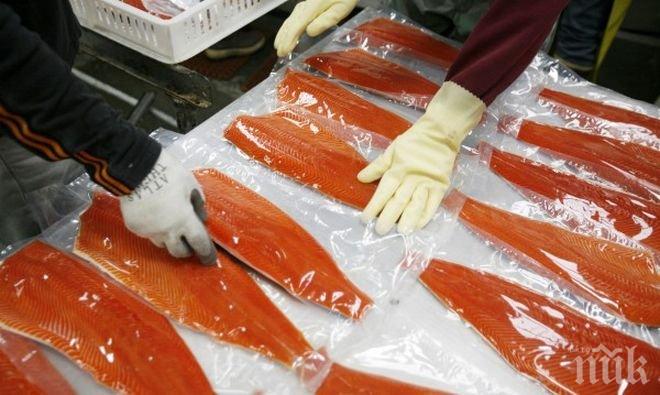 ВНИМАНИЕ! Сьомгата е пълна с антибиотици, в развъдниците я тъпчат с химия, за да е здрава