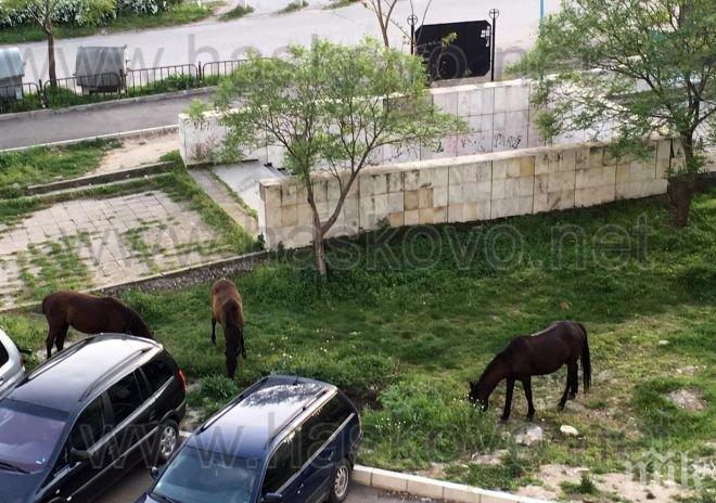 Коне пасат безгрижно в Хасково