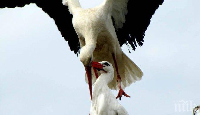 Когато хората повдигат главите си и поглеждат, не могат да повярват на очите си! Щъркел и неговото семейство...
