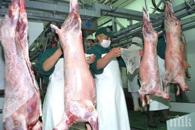 ШОК! Цената на агнешкото за Великден стига рекорди! Вижте колко ще ви струва празника