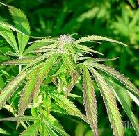 Канада ще легализира марихуаната през 2017 г.