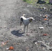 Глоба грози кметовете, които не се грижат за бездомните кучета в общините си
