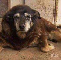 Най-старото куче в света почина на ... 200 години 