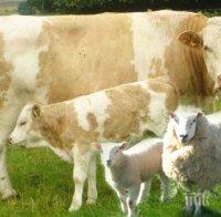 Дават 14,490 млн. лв. за ограничаване на заболяването нодуларен дерматит