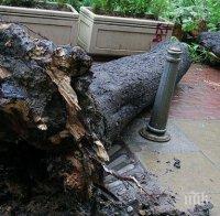 Силен вятър счупи дървета в Силистра
