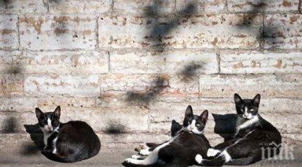 зловещо садисти убиват осакатяват животни захвърлят труповете училища детски градини снимка