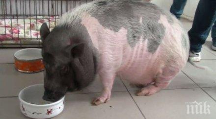 прасе терапия овладяване гнева разсърдило собствениците видео