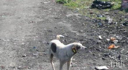 глоба грози кметовете грижат бездомните кучета общините