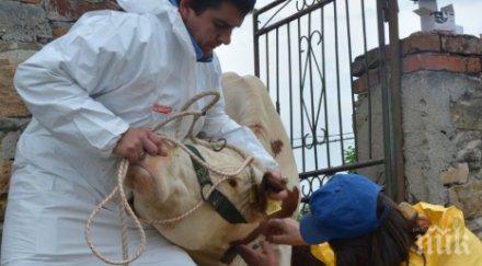 ваксинират дерматита плащат животните пазарни цени