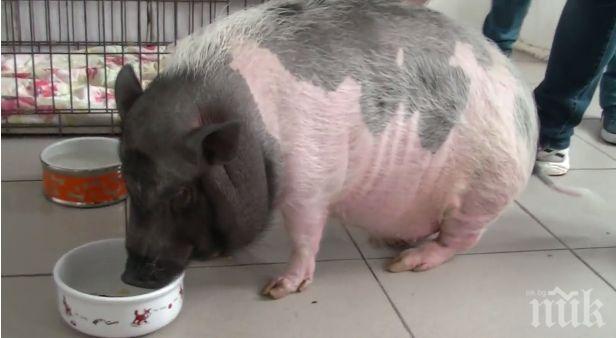 Прасе на терапия за овладяване на гнева, разсърдило собствениците си (видео)
