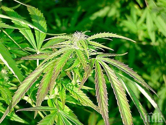 Канада ще легализира марихуаната през 2017 г.