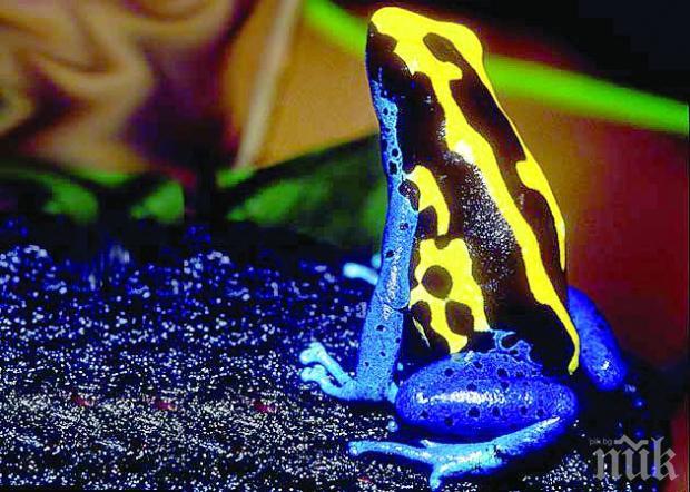 Австралийски учени ще тренират застрашени животни да не ядат отровни жаби