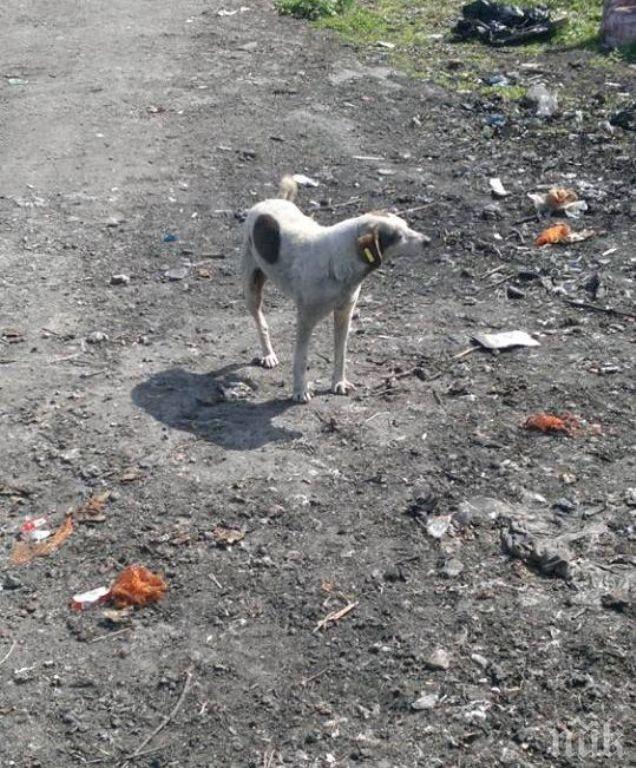 Глоба грози кметовете, които не се грижат за бездомните кучета в общините си
