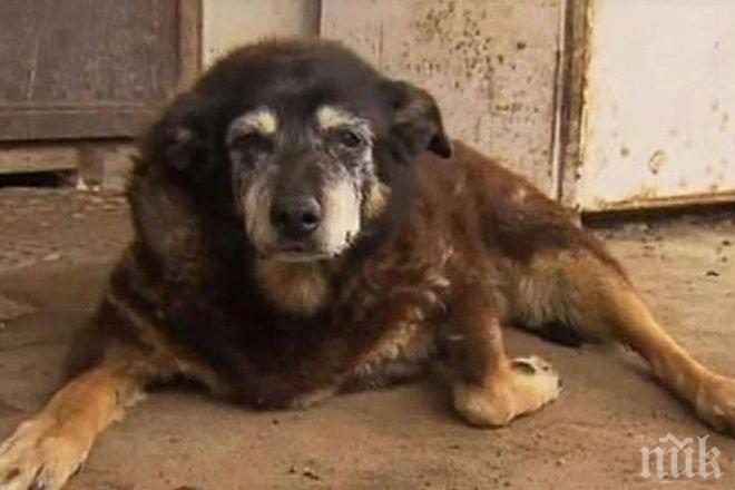 Най-старото куче в света почина на ... 200 години 