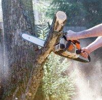 Над 10 дървета отсякоха в Златни пясъци, за да се направи паркинг