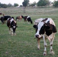 Фермери настояват да се спре предвижването на животни заради нодуларния дерматит