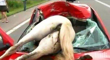 касапница шофьор мина три коня главата единия влезе купето друг счупен крак