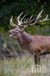 спасиха благороден елен бракониерски капан габрово