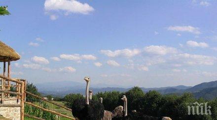 фермери родопите отказват отглеждането щрауси