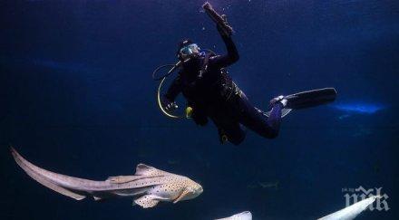 кралски дрехи разкриват тайни подводните пясъци холандия