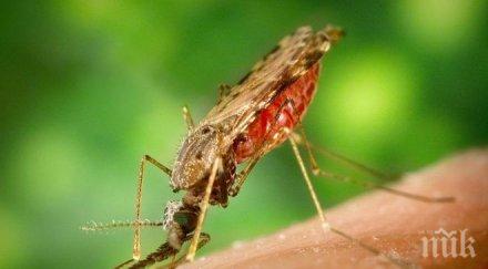 коктейл витамин гони маларията кръвта