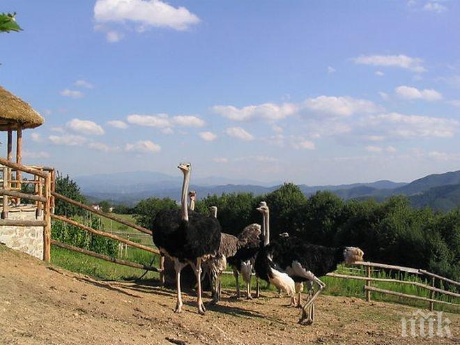 Фермери от Родопите се отказват от отглеждането на щрауси