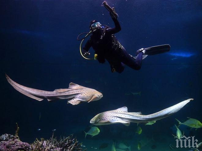 Кралски дрехи разкриват тайни от подводните пясъци край Холандия