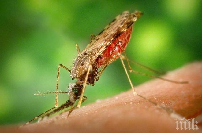  Коктейл от UV и витамин B гони маларията от кръвта