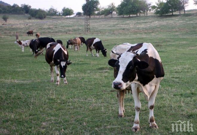 Фермери настояват да се спре предвижването на животни заради нодуларния дерматит