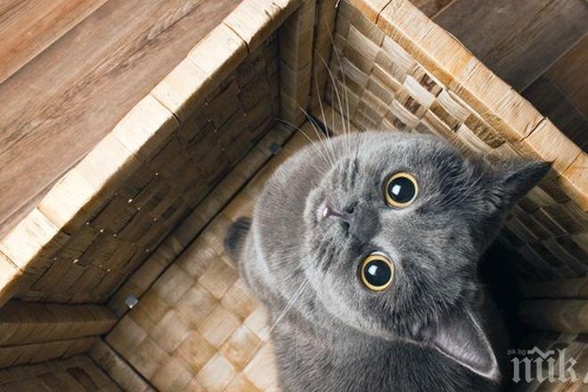 Затвориха японско котешко кафене