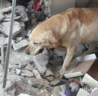 Куче герой от Еквадор даде живота си, за да спаси 7 човека