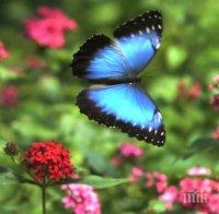 Ученици от Поморие откриха 46 вида пеперуди в родния си град