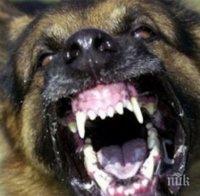 Пиян насъска кучето си срещу полицаи