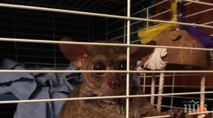 проститутка получи доволен клиент маймунка вместо бакшиш