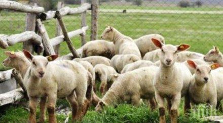 инспектори конфискуваха 304 живи агнета без документи превоз