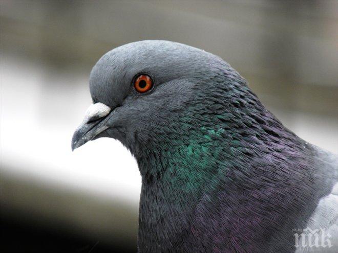 Първа изложба на гълъби в Дупница