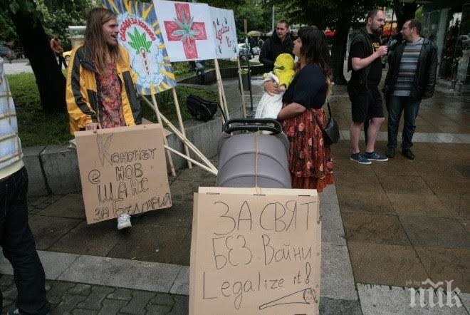 Защитничка на „Свобода за конопа”: Снабдих се чрез дилъри, нелегално, което не е редно