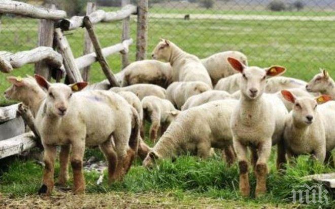 Инспектори конфискуваха 304 живи агнета без документи за превоз
