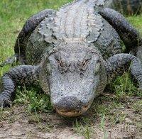 Сигурност! Огромен алигатор пази незаконно къща в Ню Йорк 