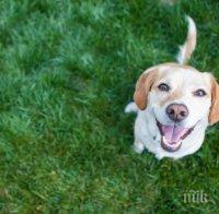 Изрод гръмна домашното си куче с ловна пушка 