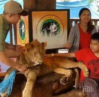 Докато те позират за снимка, главата на лъва клюмва. Причината за това е направо ужасяваща!