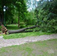 Втори живот! Огромна липа рухна до майки с колички