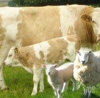 Умъртвиха 120 крави в село Дълбоки